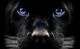 Black Dog : hyper-swing depression - mood swings -  65% Ruby~Red Gold @ 25ppm Formula;  .999 Pure - No Additves